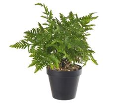 PLANTA ARTIFICIAL SAMAMBAIA COM POTE VERDE 22CM FLORARTE